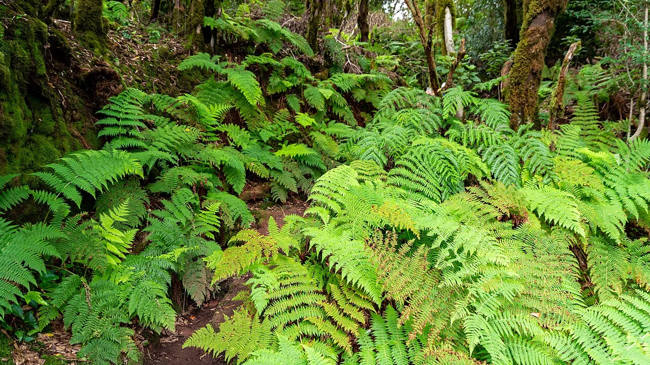 Green forest in the Anaga massif