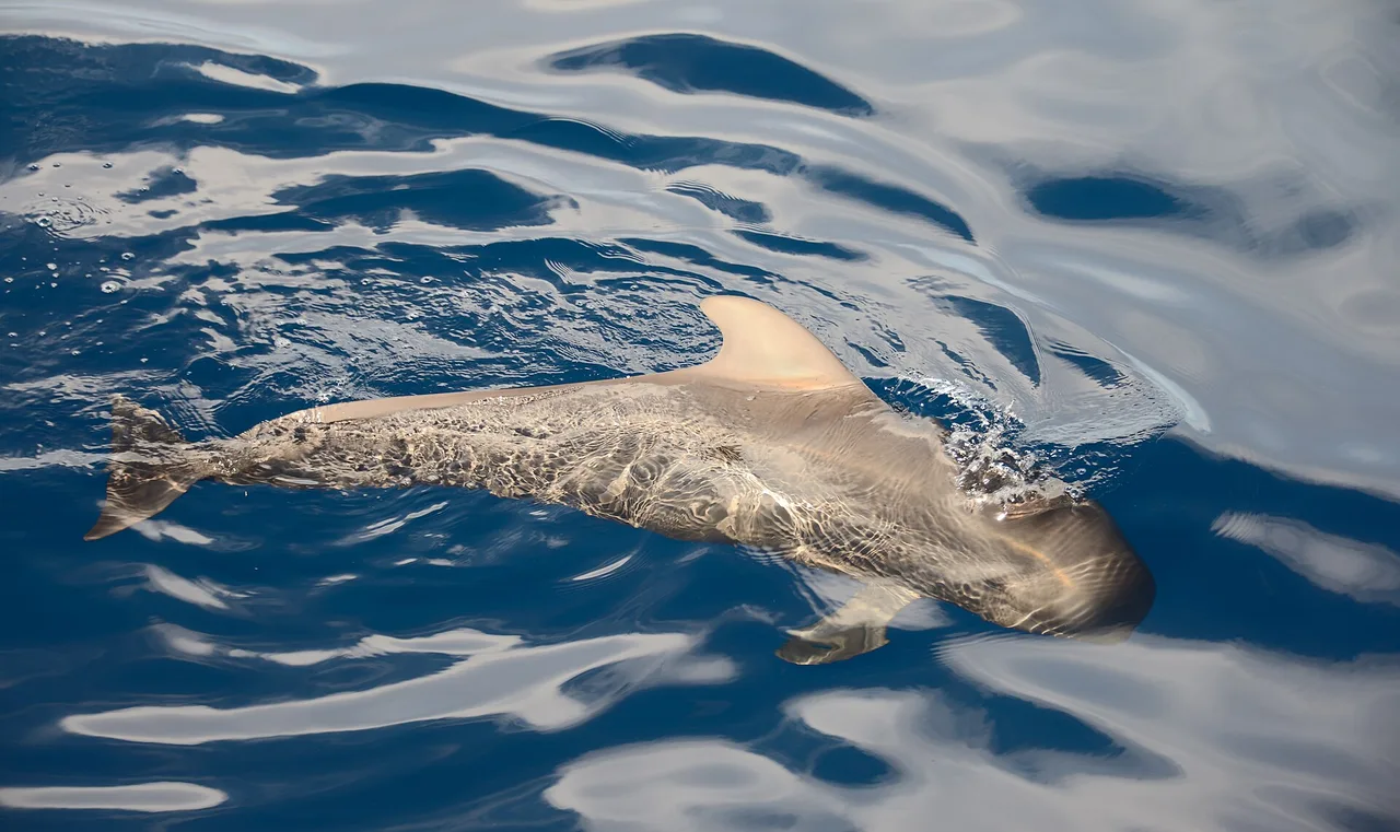 Pilot whale near the surface of the sea off Tenerife